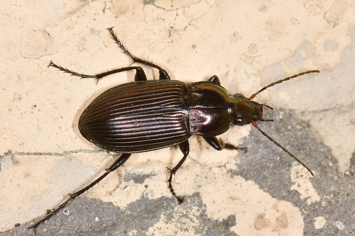 Carabidae: Poecilus cupreus